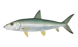 Bonefish (O'io) (Albula vulpes) fish identification illustration