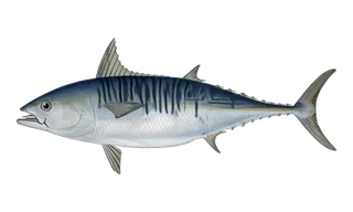 Bonito / FA (Euthynnus alletteratus) fish identification illustration