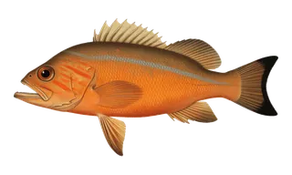 Canary / Widow Rockfish (Sebastes pinniger) fish identification illustration
