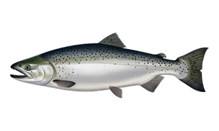 Chinook / King Salmon (Oncorhynchus tshawytscha) fish identification illustration