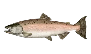 Chinook Salmon (fall river) (Oncorhynchus tshawytscha) fish identification illustration