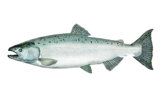 Chinook Salmon (ocean) (Oncorhynchus tshawytscha) fish identification illustration