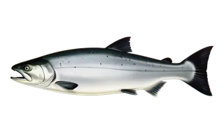 Chinook Salmon (Oncorhynchus tshawytscha) fish identification illustration