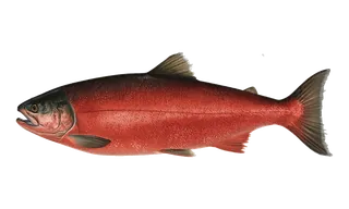 Coho Salmon (ocean/bay) (Oncorhynchus kisutch) fish identification illustration