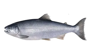 Coho Salmon (ocean) (Oncorhynchus kisutch) fish identification illustration