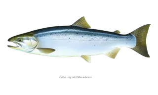 Coho / Silver Salmon (Oncorhynchus kisutch) fish identification illustration