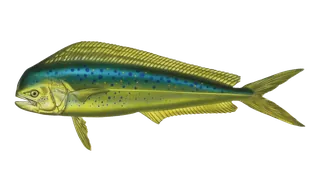 Dorado (Mahi) (Coryphaena hippurus) fish identification illustration