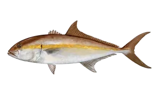 Greater Amberjack (Seriola dumerili) fish identification illustration