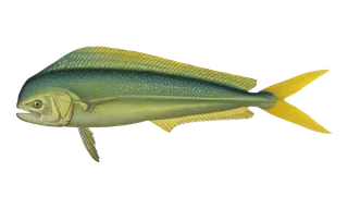 Mahi (Dolphin) (Coryphaena hippurus) fish identification illustration