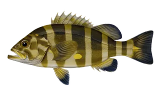 Nearshore Rockfish (Sebastes melanops) fish identification illustration