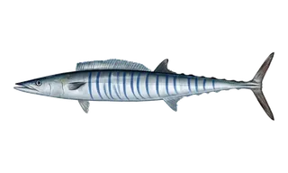 Ono (Wahoo) (Acanthocybium solandri) fish identification illustration