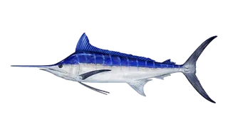 Pacific Blue Marlin (Makaira nigricans) fish identification illustration