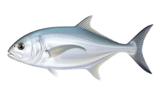 Papio (Juvenile Trevally) (Caranx ignobilis) fish identification illustration