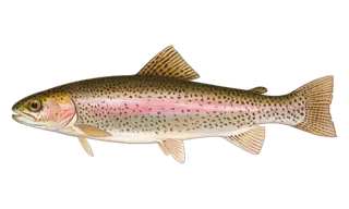 Rainbow Trout (Oncorhynchus mykiss) fish identification illustration