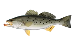 Spotted Seatrout (Cynoscion nebulosus) fish identification illustration