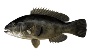 Tautog (Blackfish) (Tautoga onitis) fish identification illustration