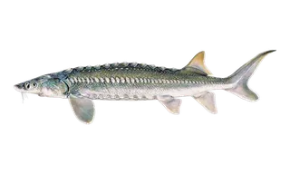 White Sturgeon (Acipenser transmontanus) fish identification illustration