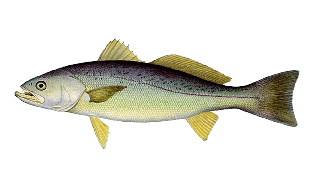 Weakfish (Cynoscion regalis) fish identification illustration