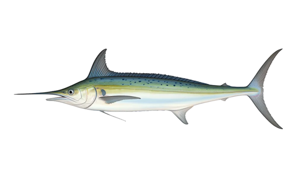 White Marlin (Kajikia albida) fish identification illustration