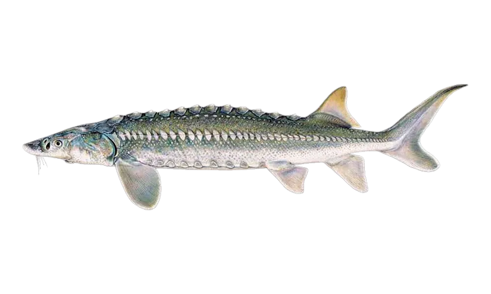 White Sturgeon (Acipenser transmontanus) fish identification illustration
