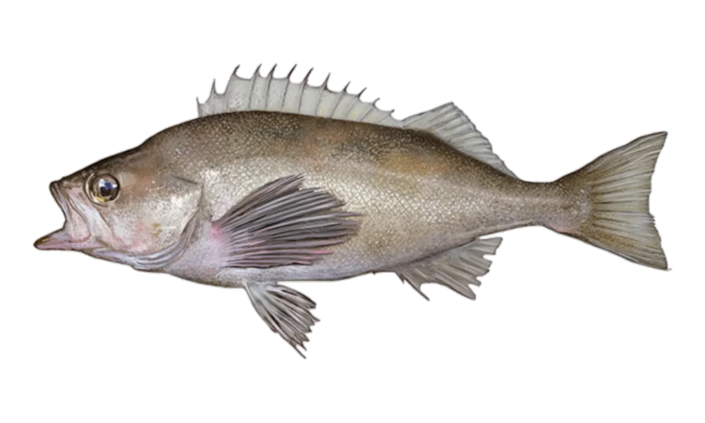 Widow / Shortbelly Rock (Sebastes entomelas) fish identification illustration