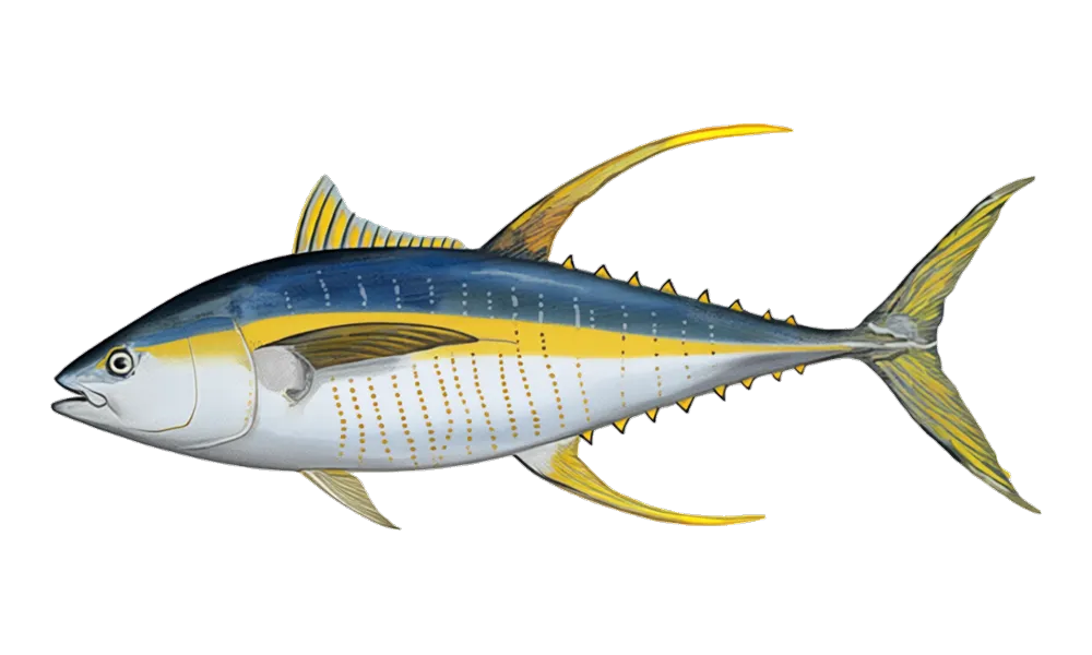 Yellowfin Tuna (Thunnus albacares) fish identification illustration